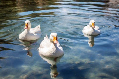 農家生態養殖鴨子 家禽動物的攝影藝術