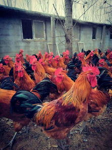 農村家禽養(yǎng)殖前景分析 選擇最適合的養(yǎng)殖品種