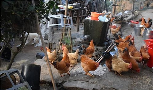 2022年農村家禽養(yǎng)殖禁令解除內容解讀，農民朋友需了解