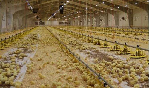 溫氏“公司+農戶”合作模式 譜寫鄉(xiāng)村致富經，引領家禽養(yǎng)殖新篇章