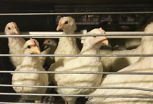 蛋黃顏色越深蛋品質越好？家禽業(yè)九大謠言揭秘，別再讓錯誤觀念害了養(yǎng)雞人