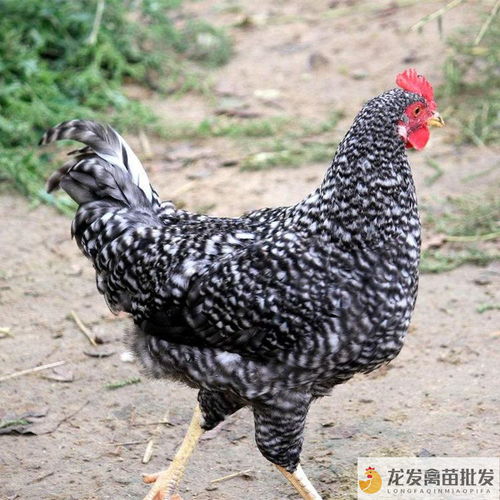 鄧川綠殼蛋雞 品種優(yōu)良飼養(yǎng)簡，光禽加工口碑佳