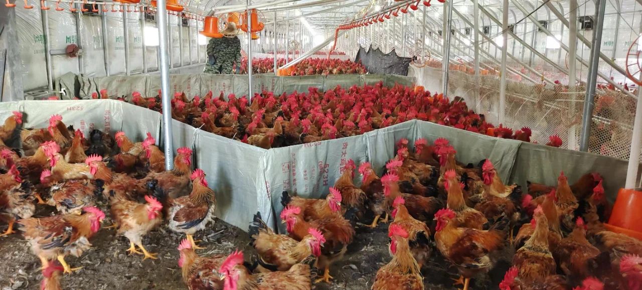 高硐村 抱團養(yǎng)雞興產業(yè) 光禽加工拓富路