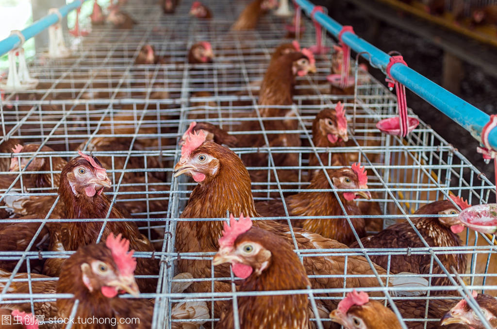 家禽農場與家禽養(yǎng)殖 現(xiàn)代養(yǎng)殖業(yè)的實踐與挑戰(zhàn)