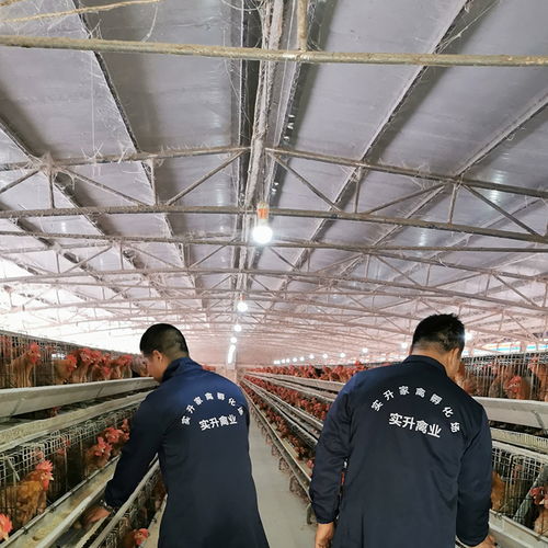 凱利燃燒器、廠家采購與光禽屠宰生產(chǎn)線 設(shè)備選擇與生產(chǎn)集成指南