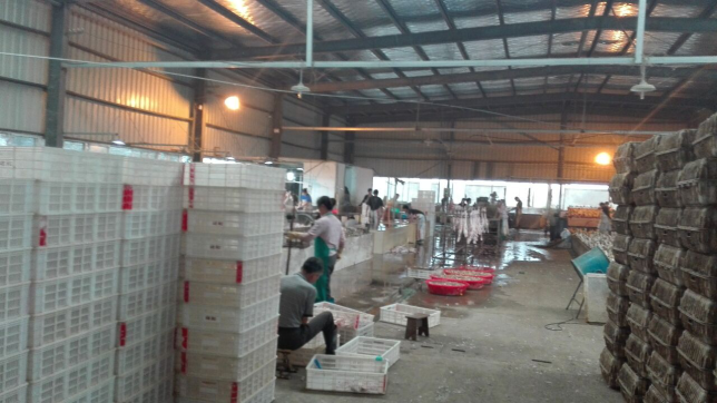 返鄉(xiāng)創(chuàng)業(yè)新篇章 和縣烏江鎮(zhèn)周集村村民的光禽屠宰與生產(chǎn)之路