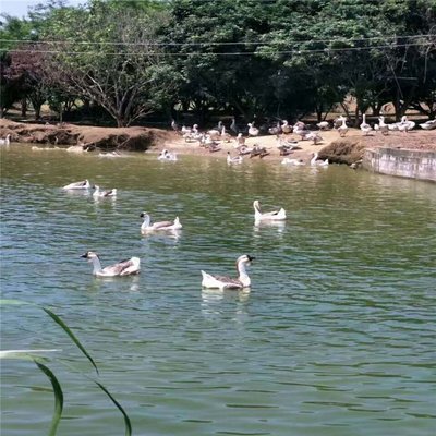 肇慶桂柳鴨苗批發(fā)與養(yǎng)殖 產(chǎn)業(yè)鏈條下的家禽利潤解析