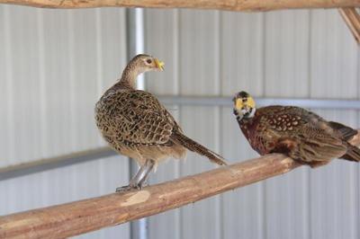 農(nóng)村特種養(yǎng)殖 三大利潤豐厚且易于飼養(yǎng)的項目解析