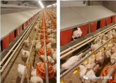 冬季蛋雞產(chǎn)蛋期飼養(yǎng)管理及中裕科技自動/手動產(chǎn)蛋箱的應用