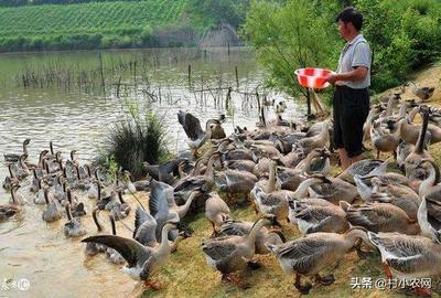 家禽養(yǎng)殖新藍海 特色致富路徑與高效模式探析