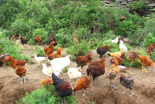 家禽產(chǎn)業(yè)復蘇與生豬散養(yǎng)戶的機遇 光禽屠宰生產(chǎn)視角下的養(yǎng)殖業(yè)新格局