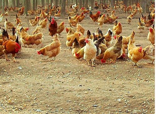 臺風“天鴿”來襲，家禽養(yǎng)殖戶如何做好防災減災工作？