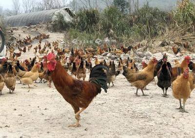 補(bǔ)助暖人心，家禽養(yǎng)殖戶轉(zhuǎn)憂為喜