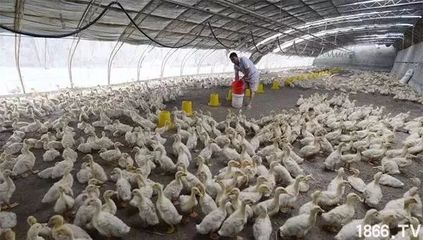 農(nóng)村養(yǎng)殖業(yè)未來(lái)發(fā)展的八大方向 緊跟趨勢(shì)，抓住光禽屠宰生產(chǎn)機(jī)遇