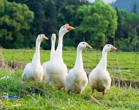 天鷹農(nóng)莊 林內(nèi)養(yǎng)家禽，小循環(huán)撬動(dòng)大產(chǎn)業(yè)