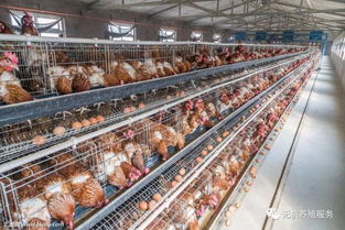 養(yǎng)禽場(chǎng)轉(zhuǎn)型新方向 純中藥無(wú)殘留的屠宰與生產(chǎn)一體化模式