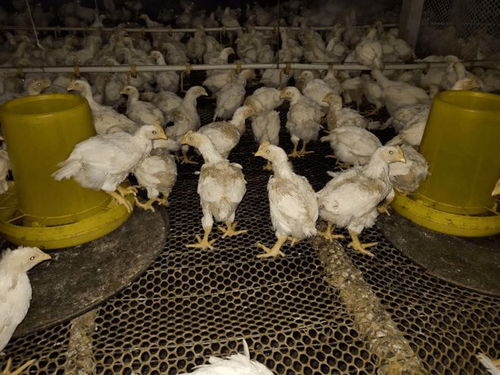 霉菌毒素惹的禍？肉雞養(yǎng)殖中掉毛問(wèn)題的分析與對(duì)策